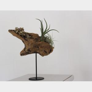 Driftwood Home For Plants