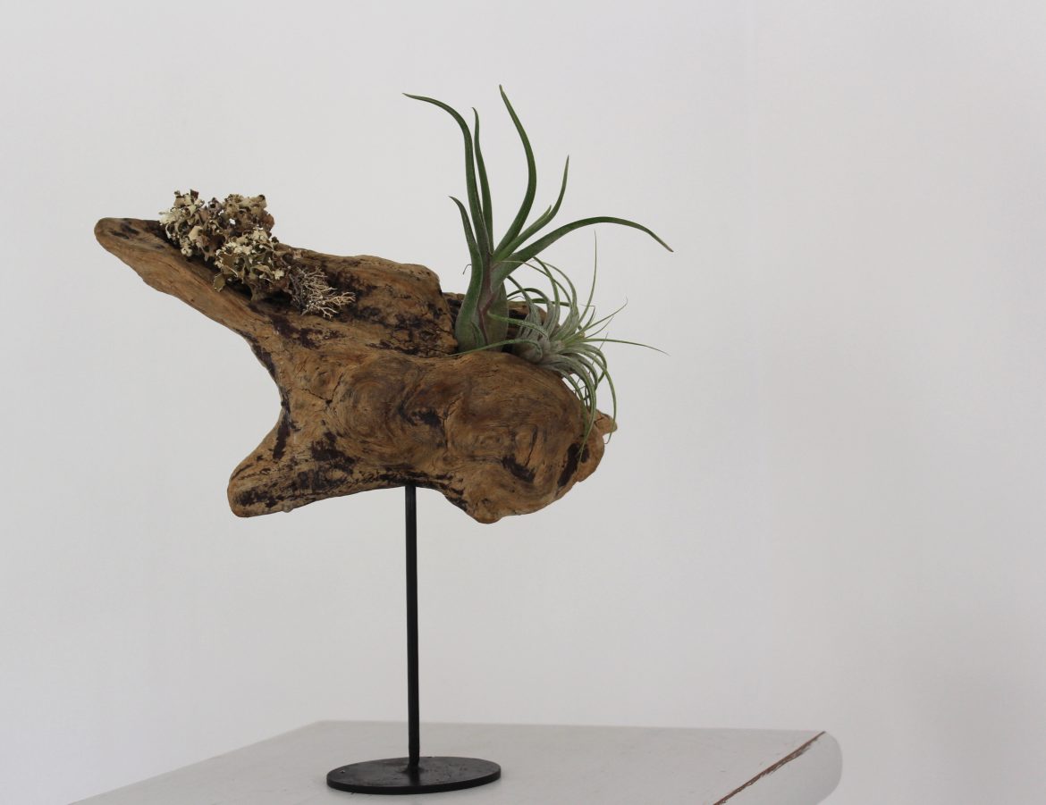 Driftwood Home For Plants